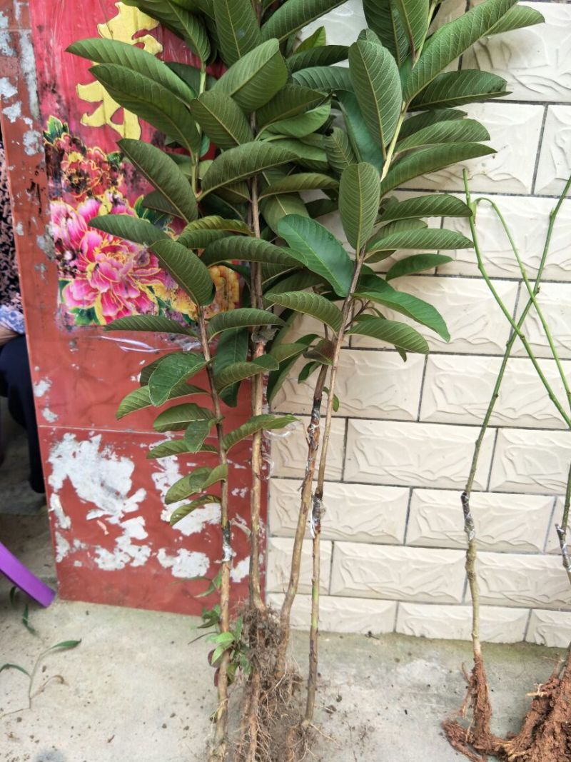 石榴苗嫁接苗60~70cm
