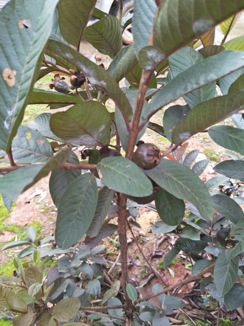 石榴苗嫁接苗60~70cm