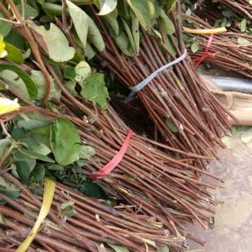 金银花苗30~40cm