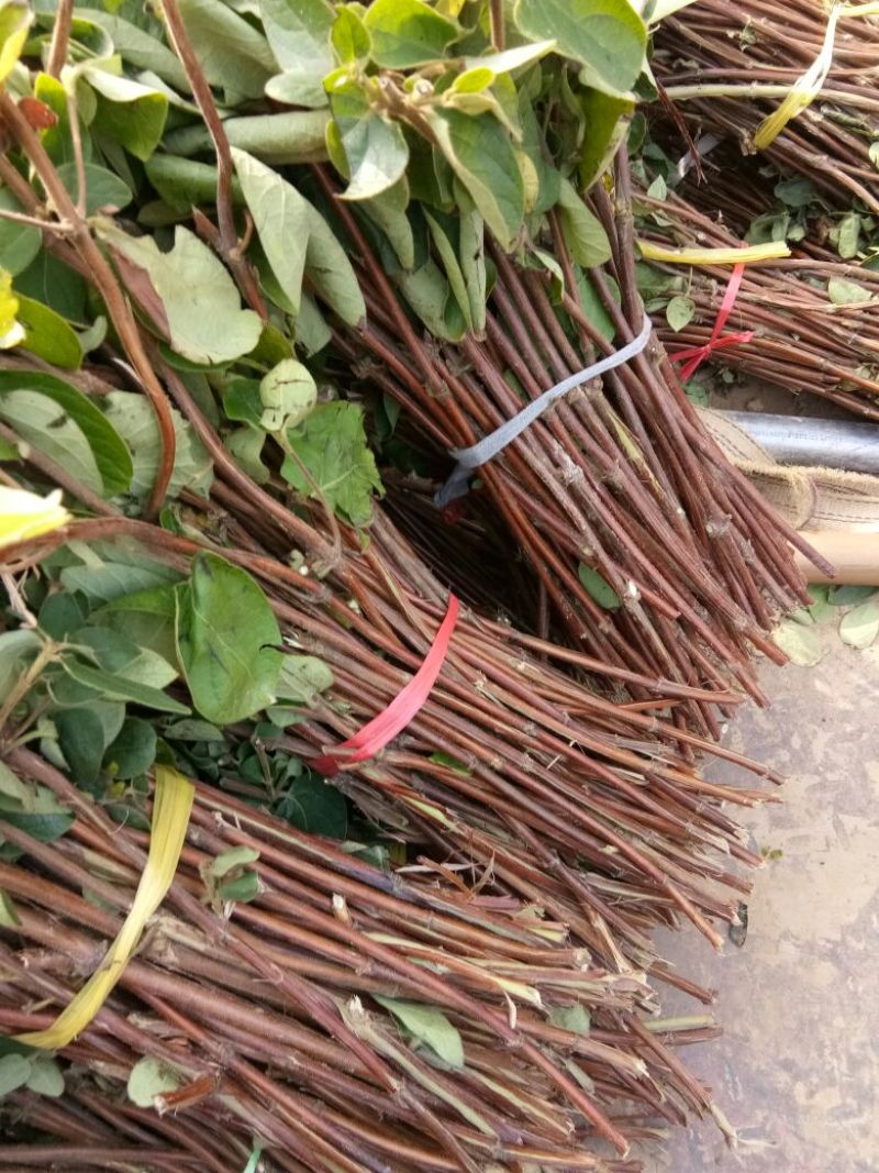 金银花苗30~40cm