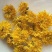 药用菊花散装