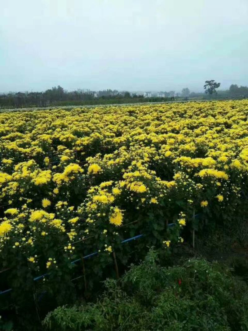 药用菊花散装