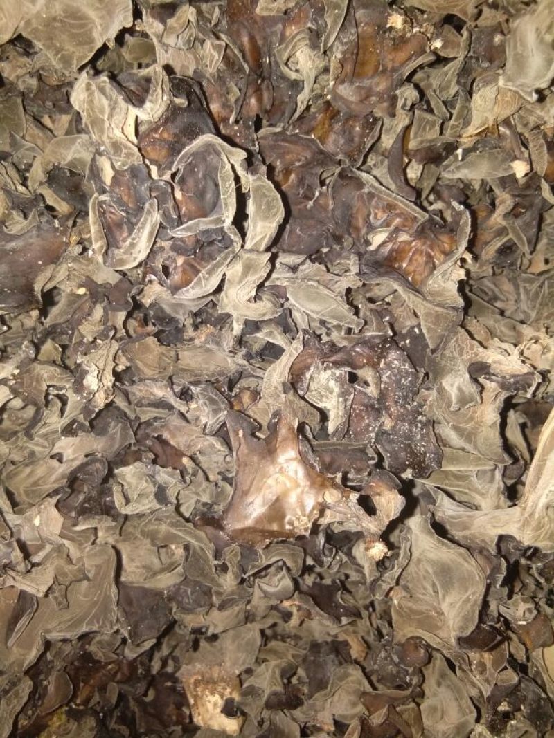 黑木耳菌棒