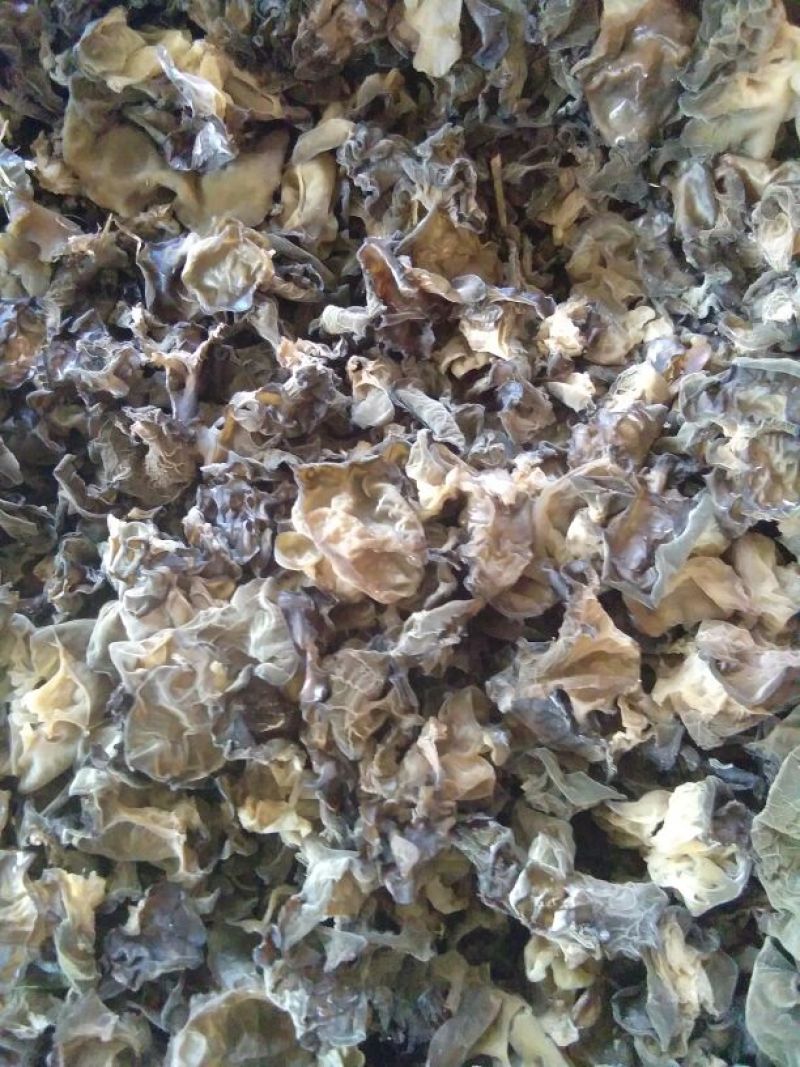 黑木耳菌棒