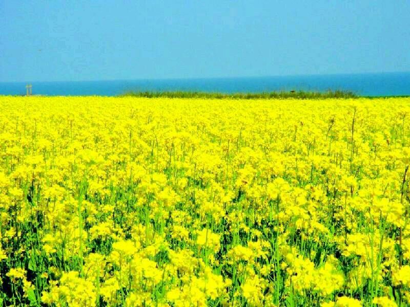 油菜籽1