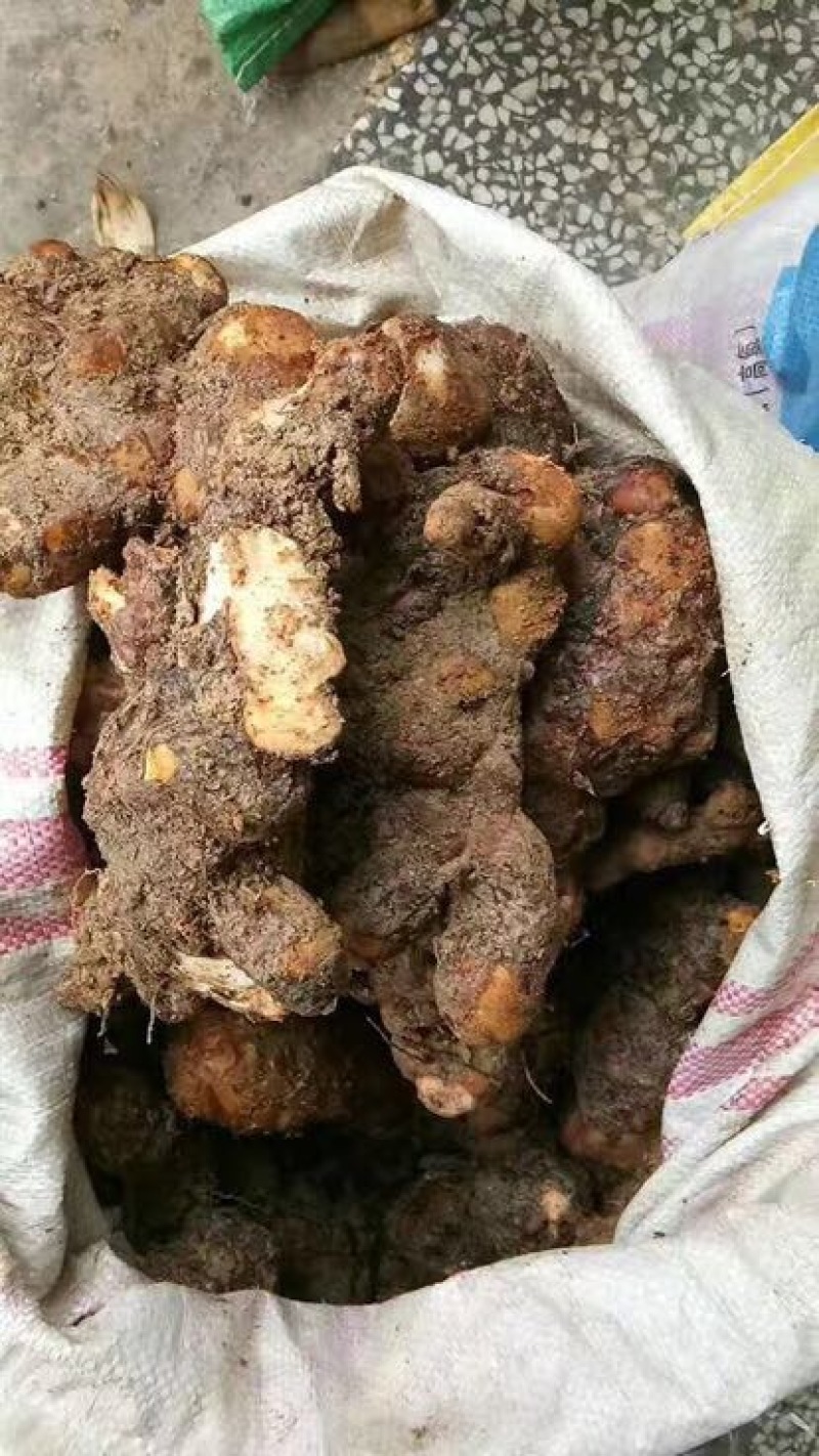 土茯苓统个新鲜鲜货白肉野生量大从优物美价廉