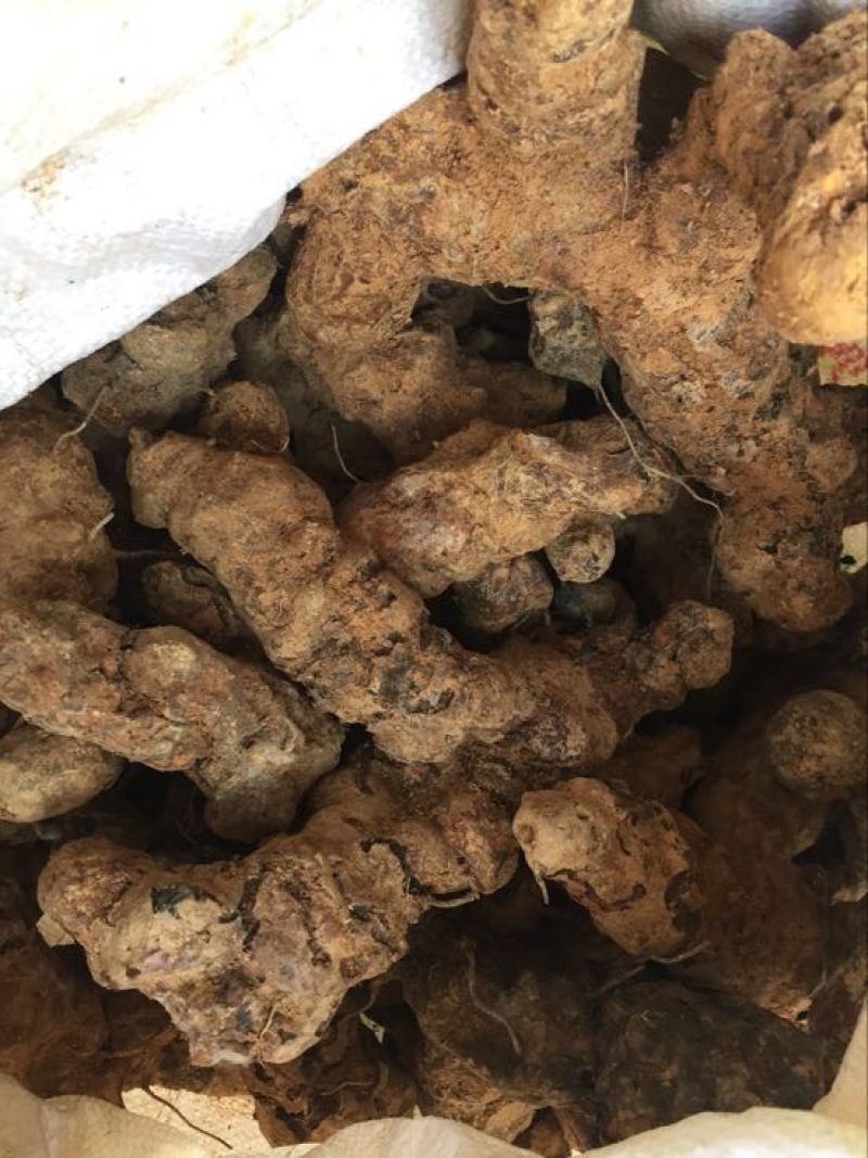 土茯苓统个新鲜鲜货白肉野生量大从优物美价廉