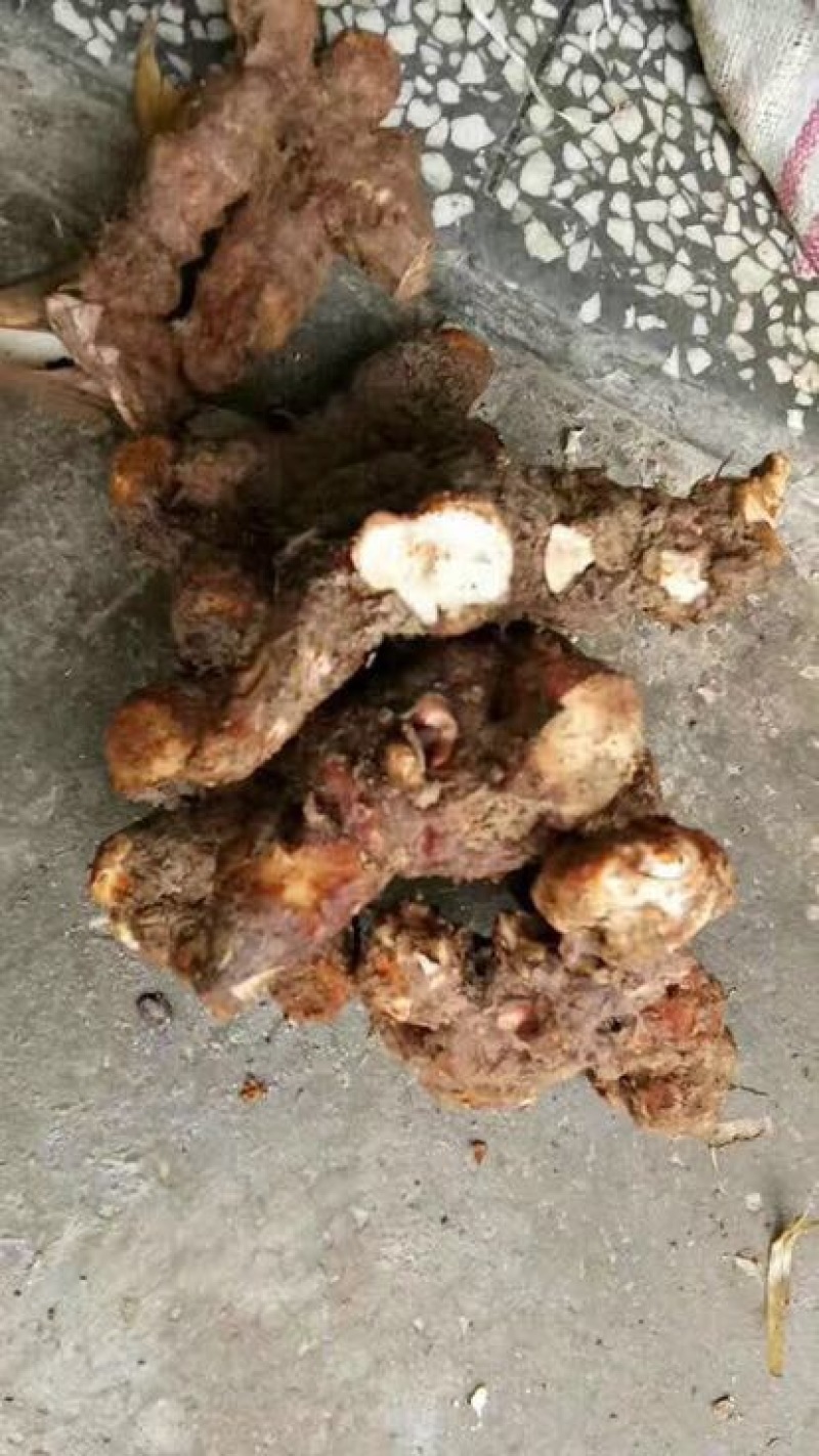 土茯苓统个新鲜鲜货白肉野生量大从优物美价廉