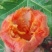木瓜树苗10~20cm