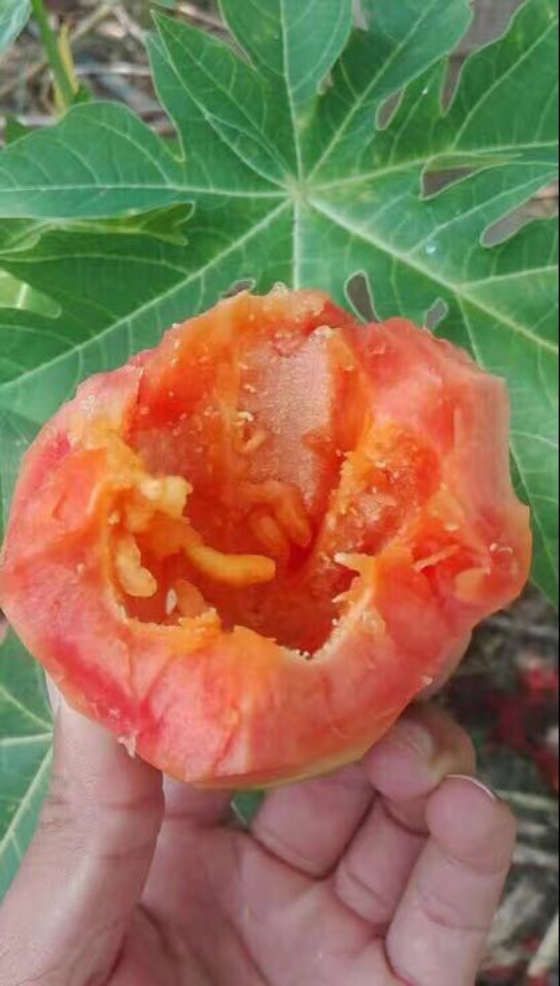 木瓜树苗10~20cm