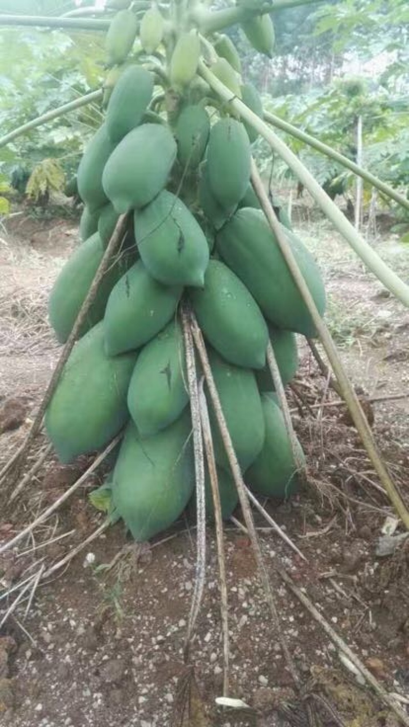 木瓜树苗10~20cm