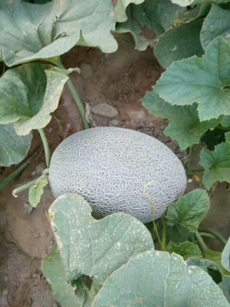 西州蜜瓜5斤以上长圆形