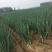 长白大葱30~40cm毛葱2cm左右