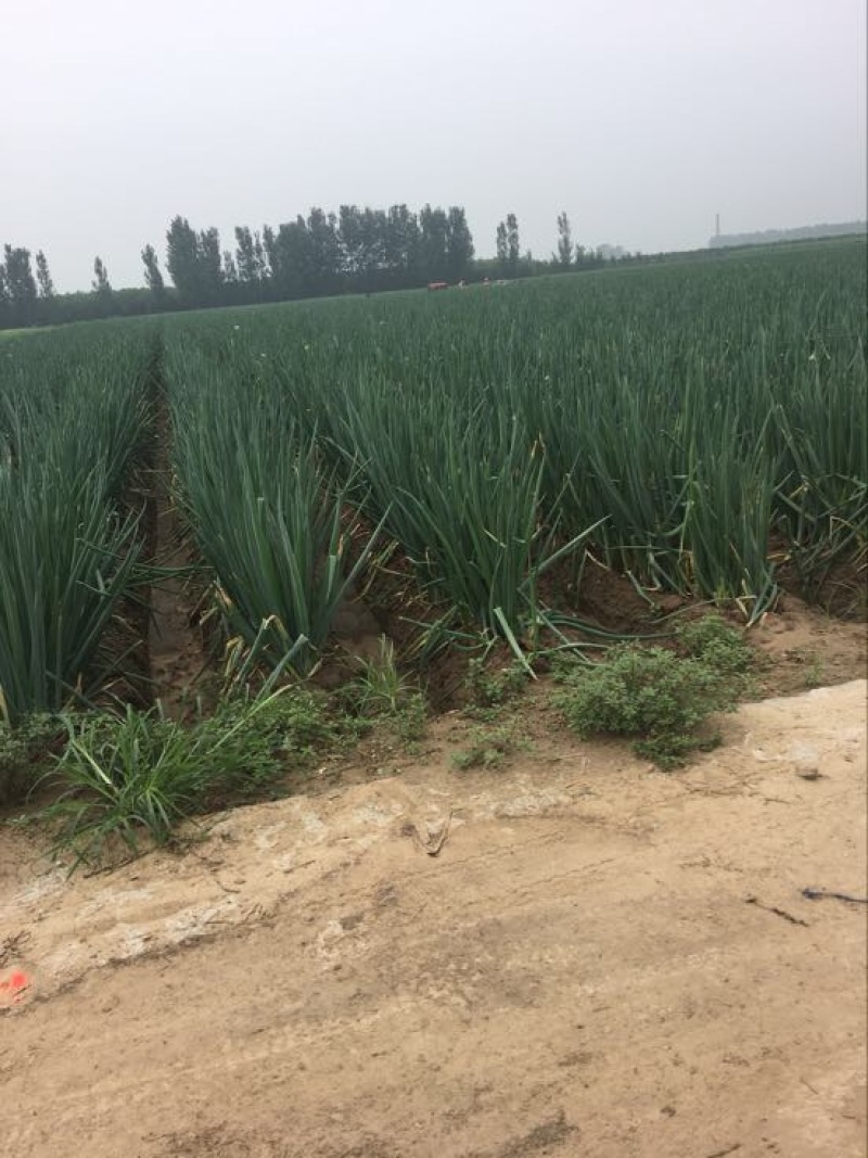 长白大葱30~40cm毛葱2cm左右