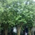 木瓜树261~300cm