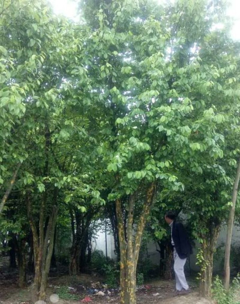 木瓜树261~300cm