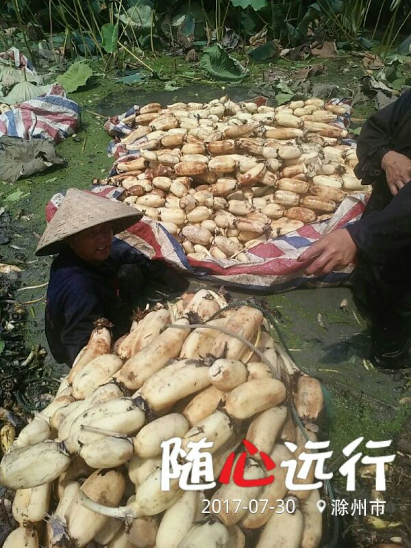 鄂莲6号7~9厘米10~15厘米以上