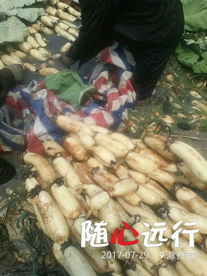 鄂莲6号7~9厘米10~15厘米以上