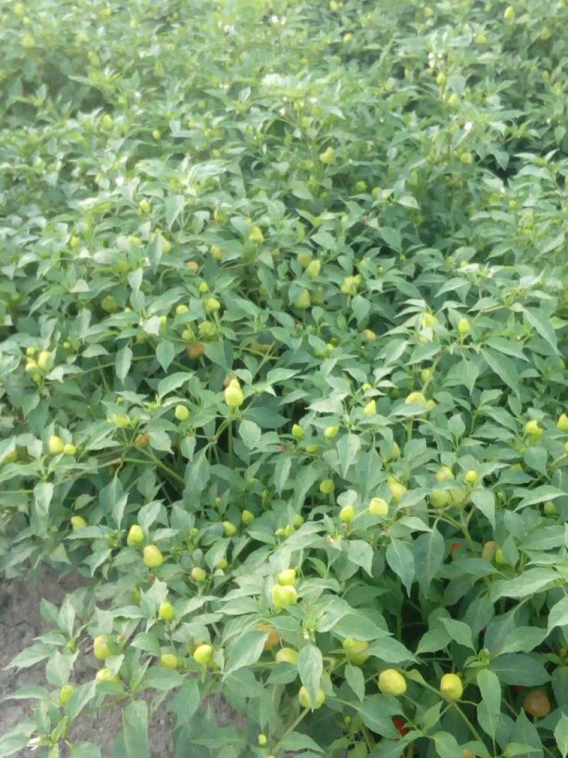 红灯笼辣椒0.5~2厘米红中辣
