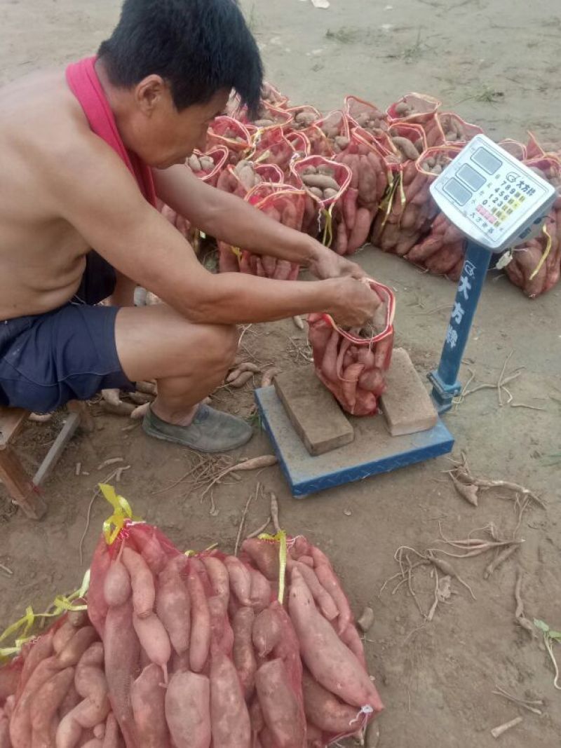 龙薯9号3两以上加工薯黄心