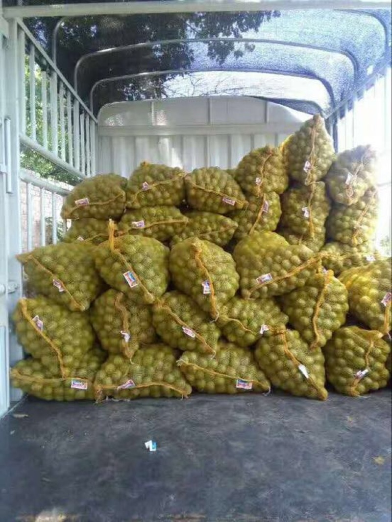 青皮核桃