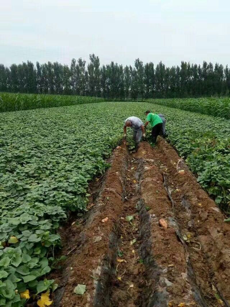 龙薯9号3两以上加工薯黄心