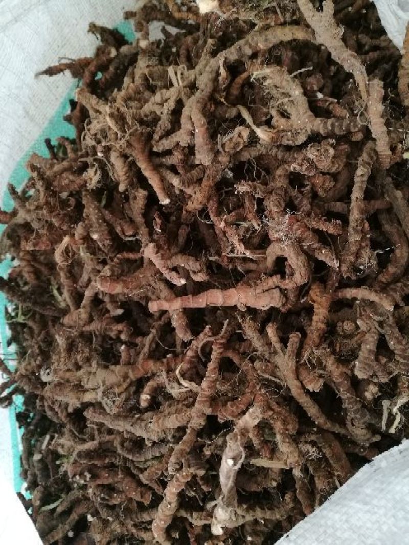 石菖蒲统条