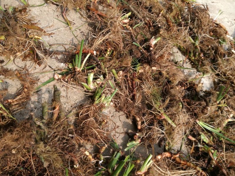 石菖蒲统条