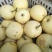 赵县皇冠梨光果，二级果250~400g，新梨下树中