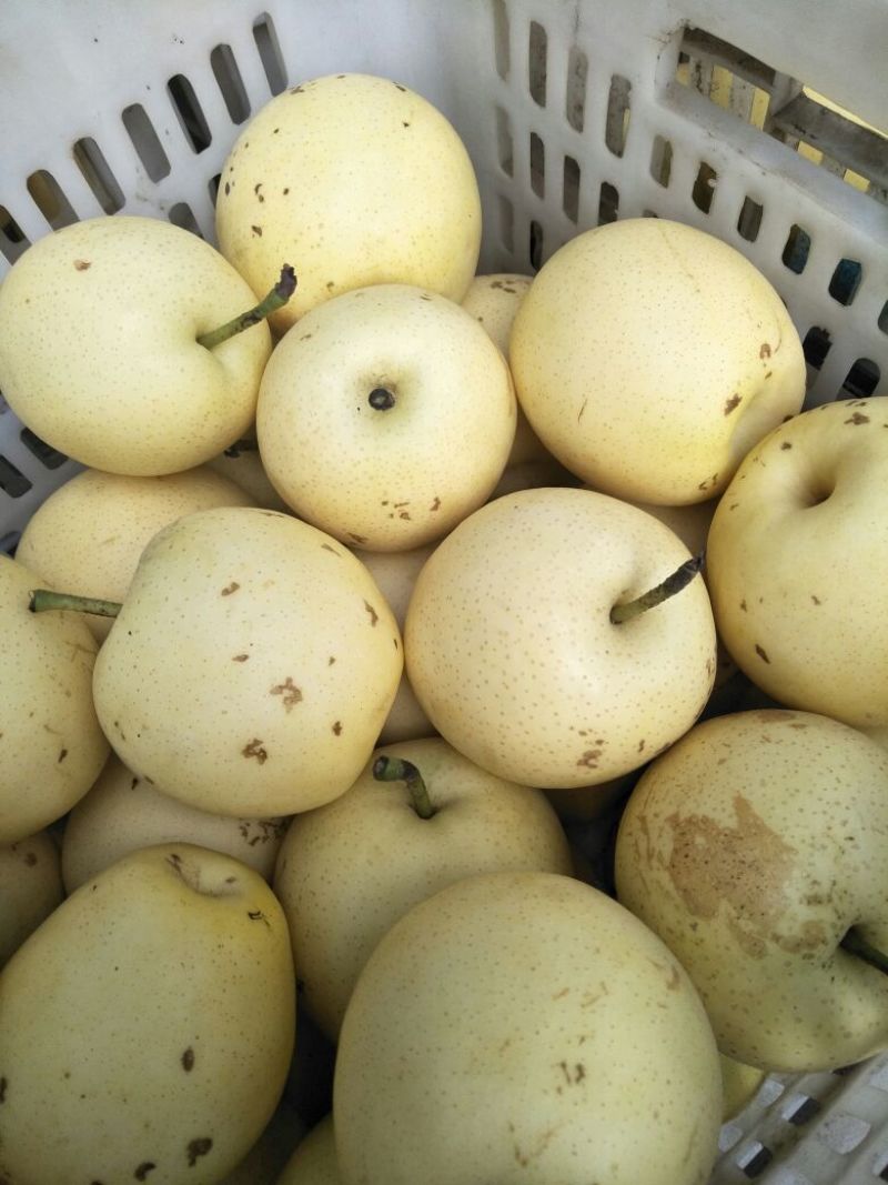 赵县皇冠梨光果，二级果250~400g，新梨下树中