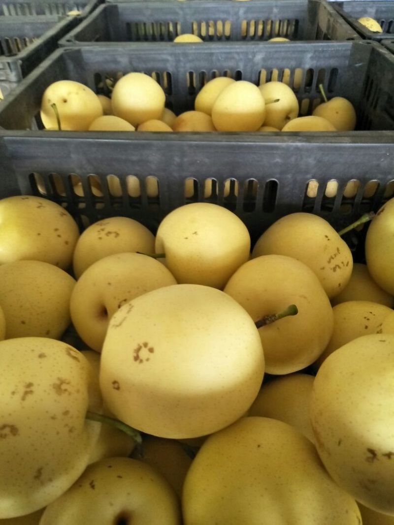 赵县皇冠梨光果，二级果250~400g，新梨下树中