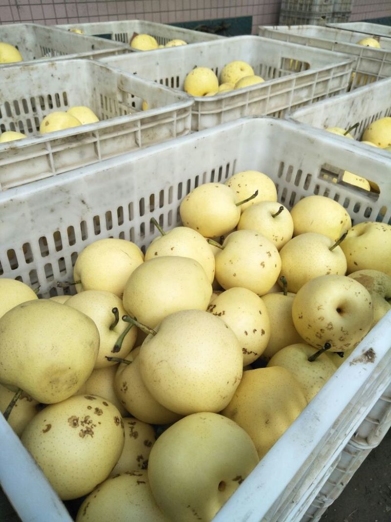 赵县皇冠梨光果，二级果250~400g，新梨下树中