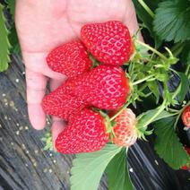 圣诞红草莓苗10~20cm