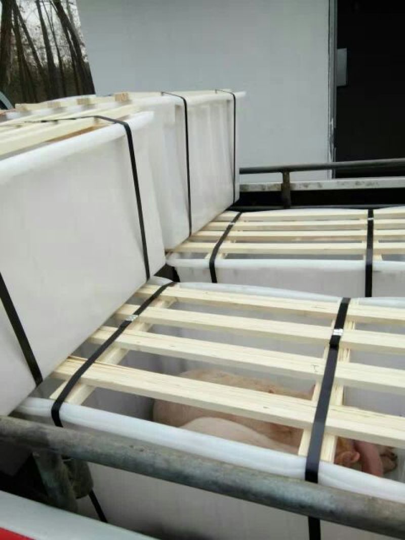 三元仔猪三元仔猪包送货到家货到付款