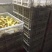 三花鹅苗250g以下大种