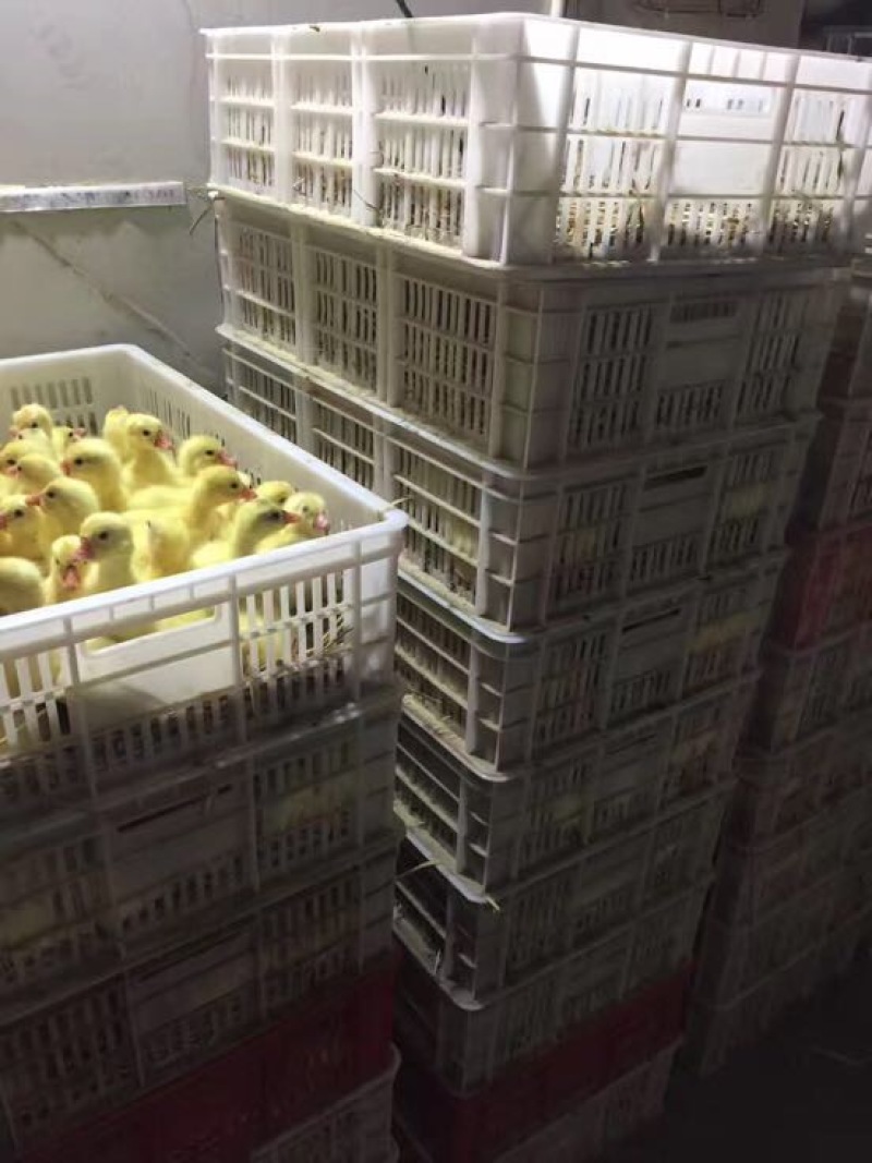 三花鹅苗250g以下大种