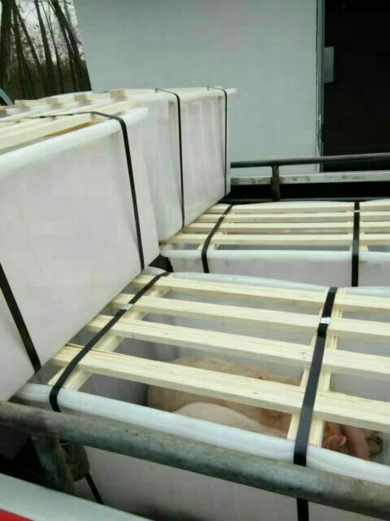 苏太黑母猪，买十头送一头。免费送猪到家