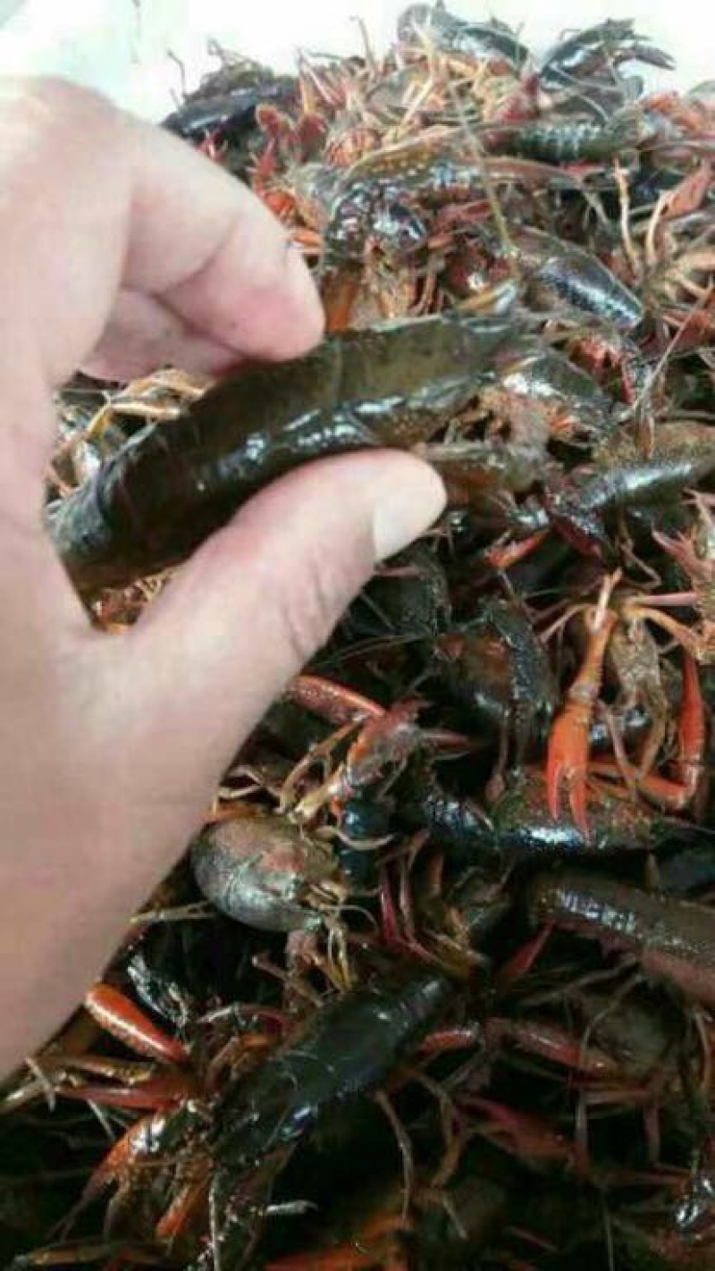 克氏原螯虾食用4-6钱（20-30克）活虾小龙虾主养