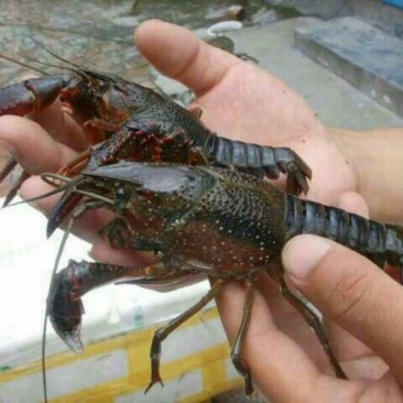 克氏原螯虾食用4-6钱（20-30克）活虾小龙虾主养