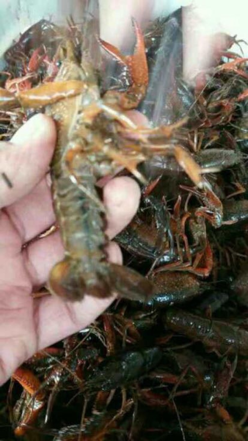 克氏原螯虾食用4-6钱（20-30克）活虾小龙虾主养