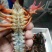 克氏原螯虾食用4-6钱（20-30克）活虾小龙虾主养