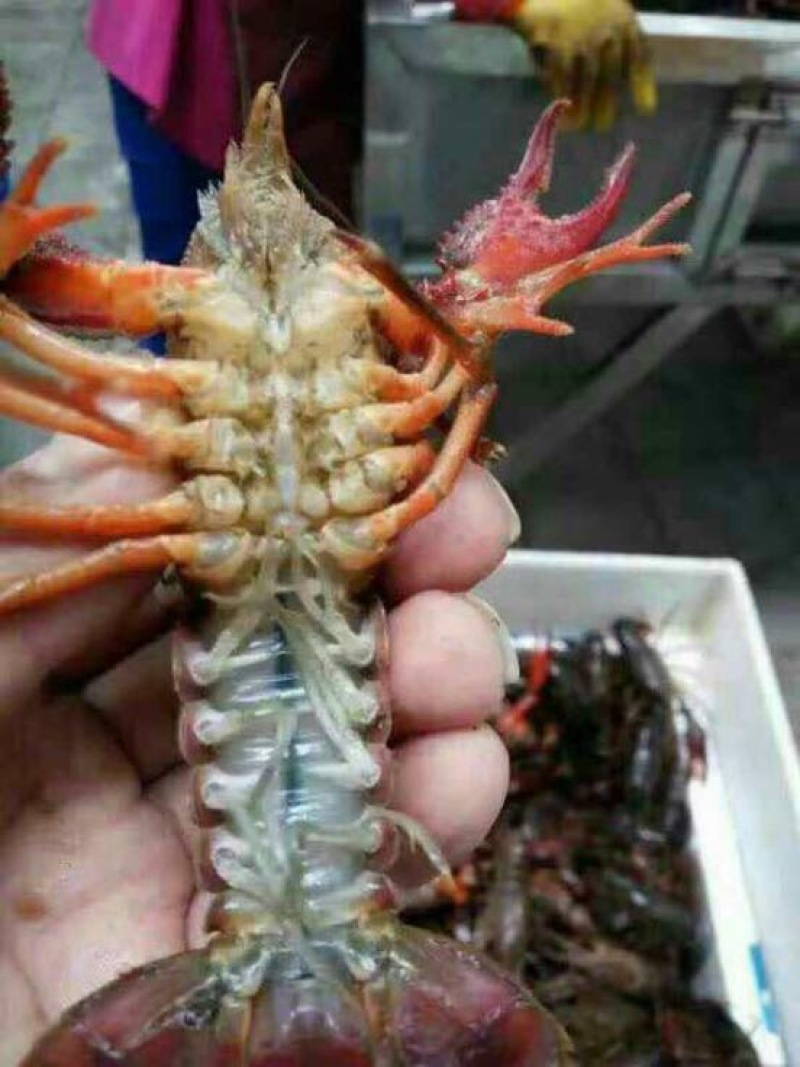 克氏原螯虾食用4-6钱（20-30克）活虾小龙虾主养