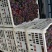 巨峰葡萄0.6~0.8斤10%以下
