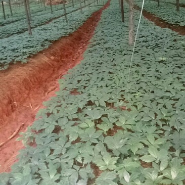 云南文山自育三七苗，健康苗成活率高（自育苗）