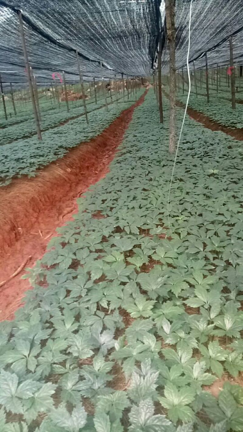 云南文山自育三七苗，健康苗成活率高（自育苗）