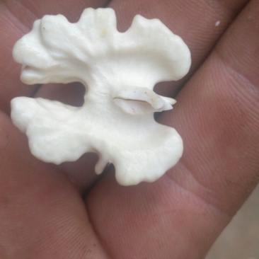 青皮核桃青皮40mm以上湿