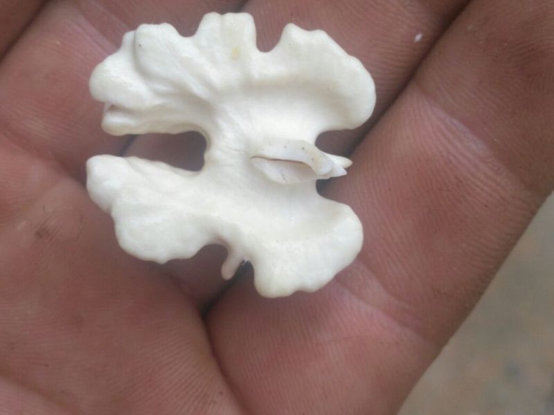 青皮核桃青皮40mm以上湿