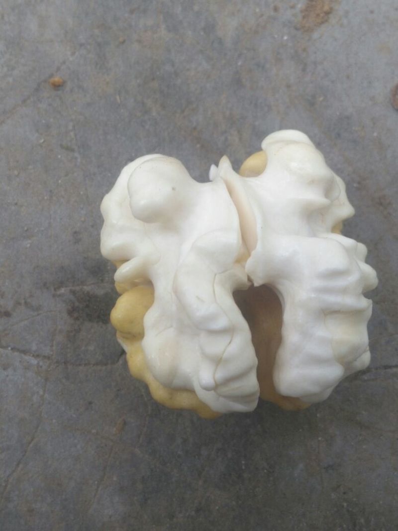青皮核桃青皮40mm以上湿