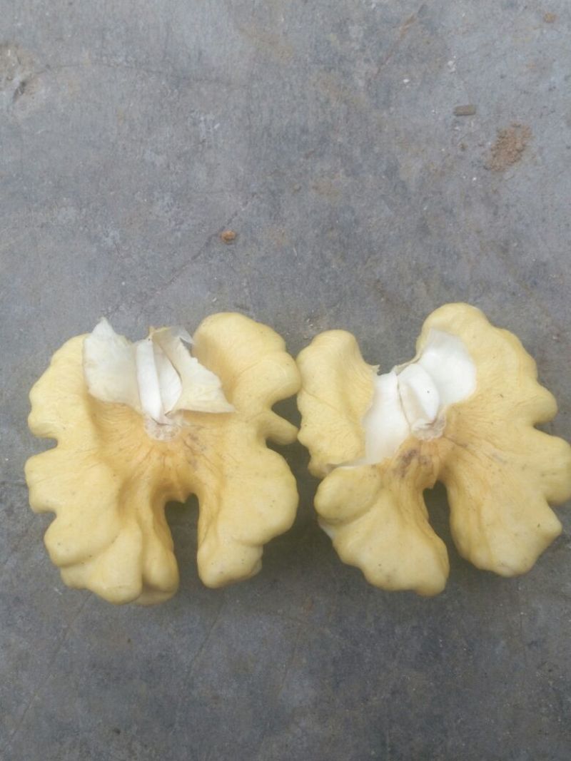 青皮核桃青皮40mm以上湿