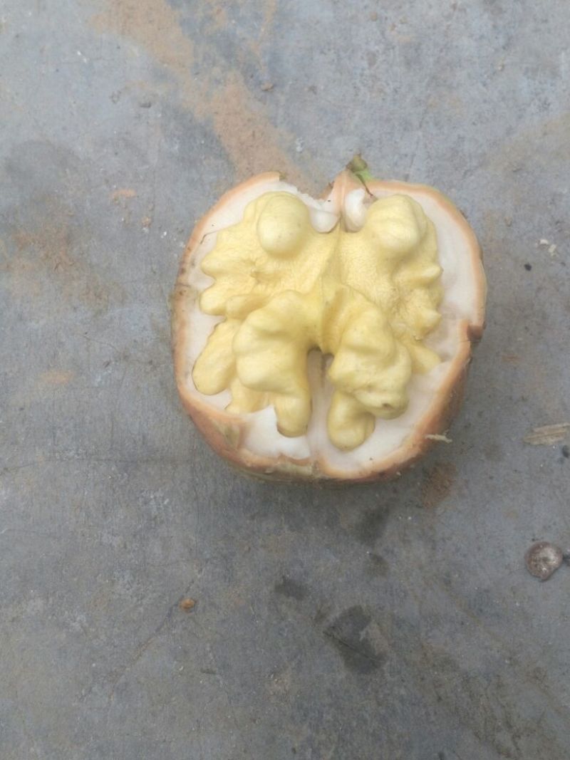 青皮核桃青皮40mm以上湿
